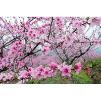 WorldFastest騙局曝光！喊單虧損內幕揭秘！難友速來