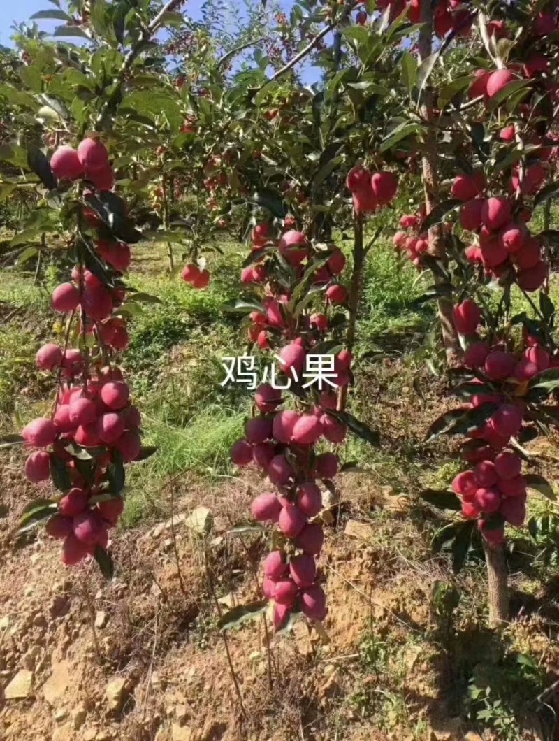 雞心果高產