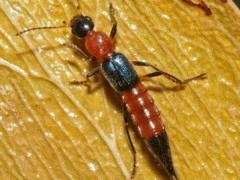 隱翅蟲俗稱“硫酸螞蟻”到底是什么生物？它真的能讓人毀容嗎？