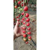 四平小西紅柿苗 千禧小番茄西紅柿苗