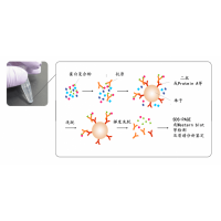 蛋白質相互作用分析